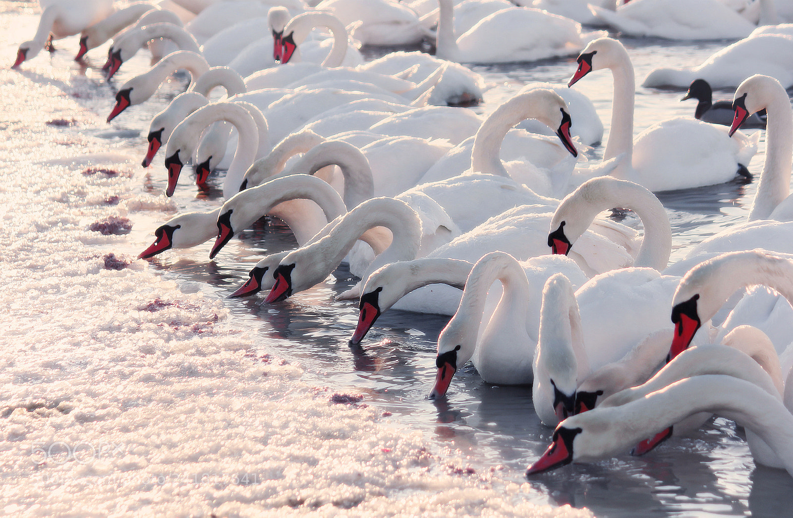 Canon EOS 550D (EOS Rebel T2i / EOS Kiss X4) sample photo. Swans on snow photography