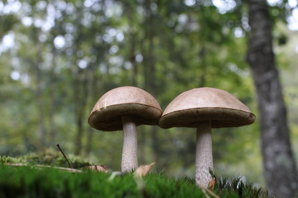 Canon EF 40mm F2.8 STM sample photo. Together in the forest photography