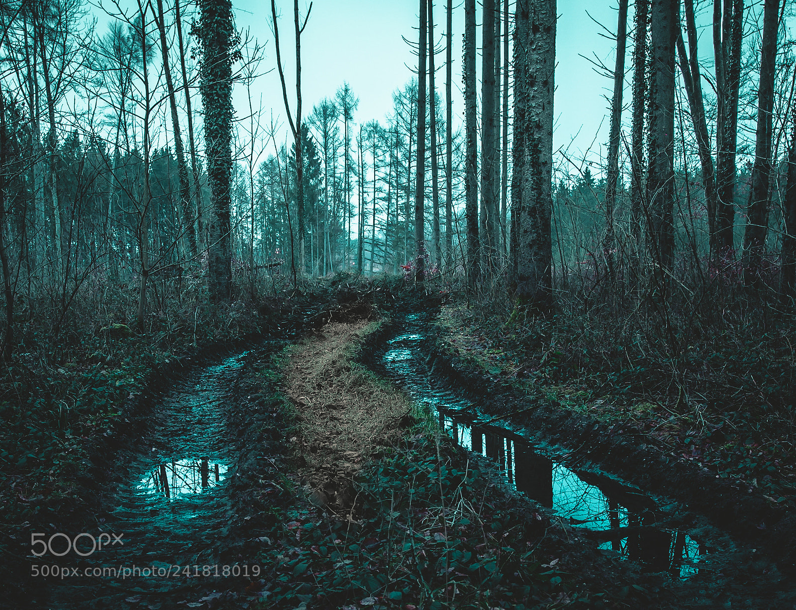 Canon EOS-1D Mark III sample photo. Still in the woods... photography