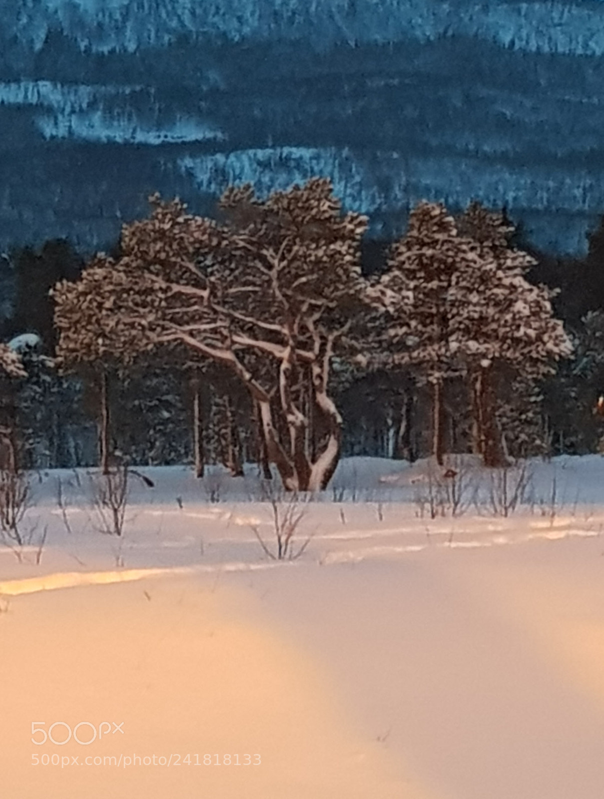 Samsung Galaxy S8 sample photo. Old pine photography