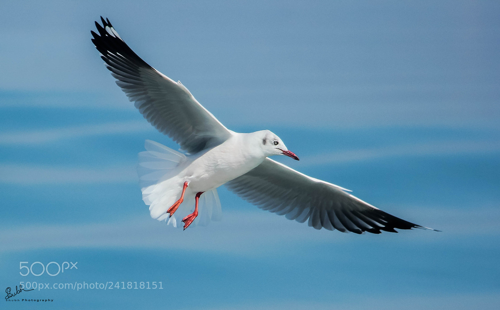 Canon EOS 60D sample photo. Sea gull photography