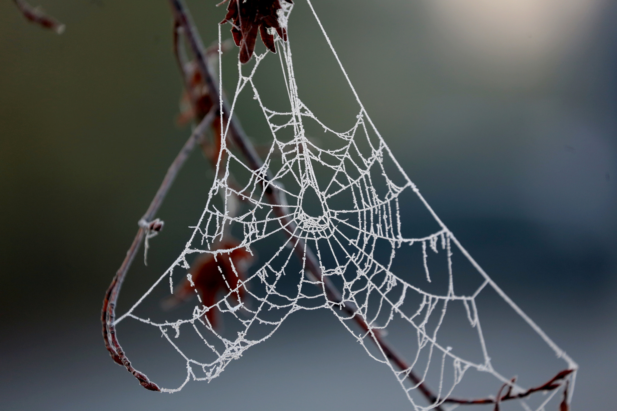 Canon EOS 6D + Canon EF 70-300mm F4-5.6L IS USM sample photo. Frozen web photography