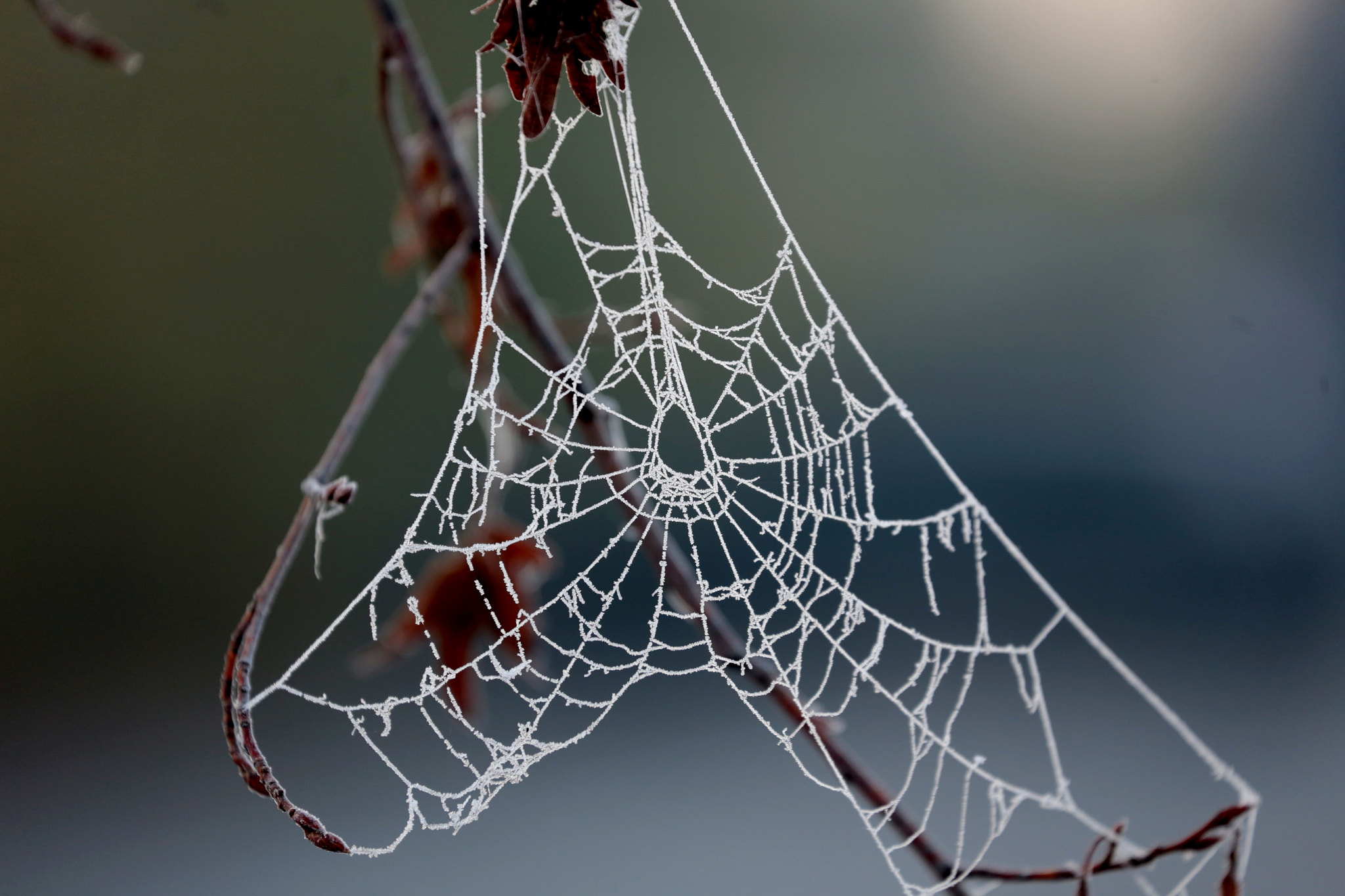 Canon EF 70-300mm F4-5.6L IS USM sample photo. Frozen web photography