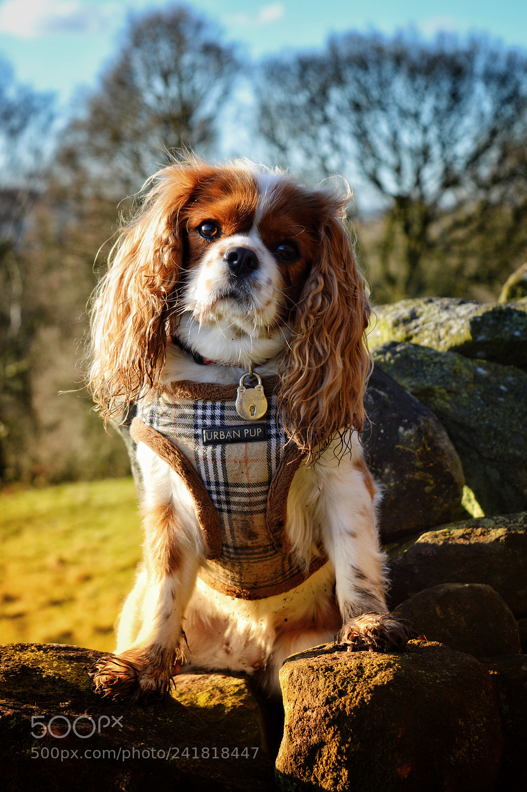 Nikon D3200 sample photo. Man’s best friend photography