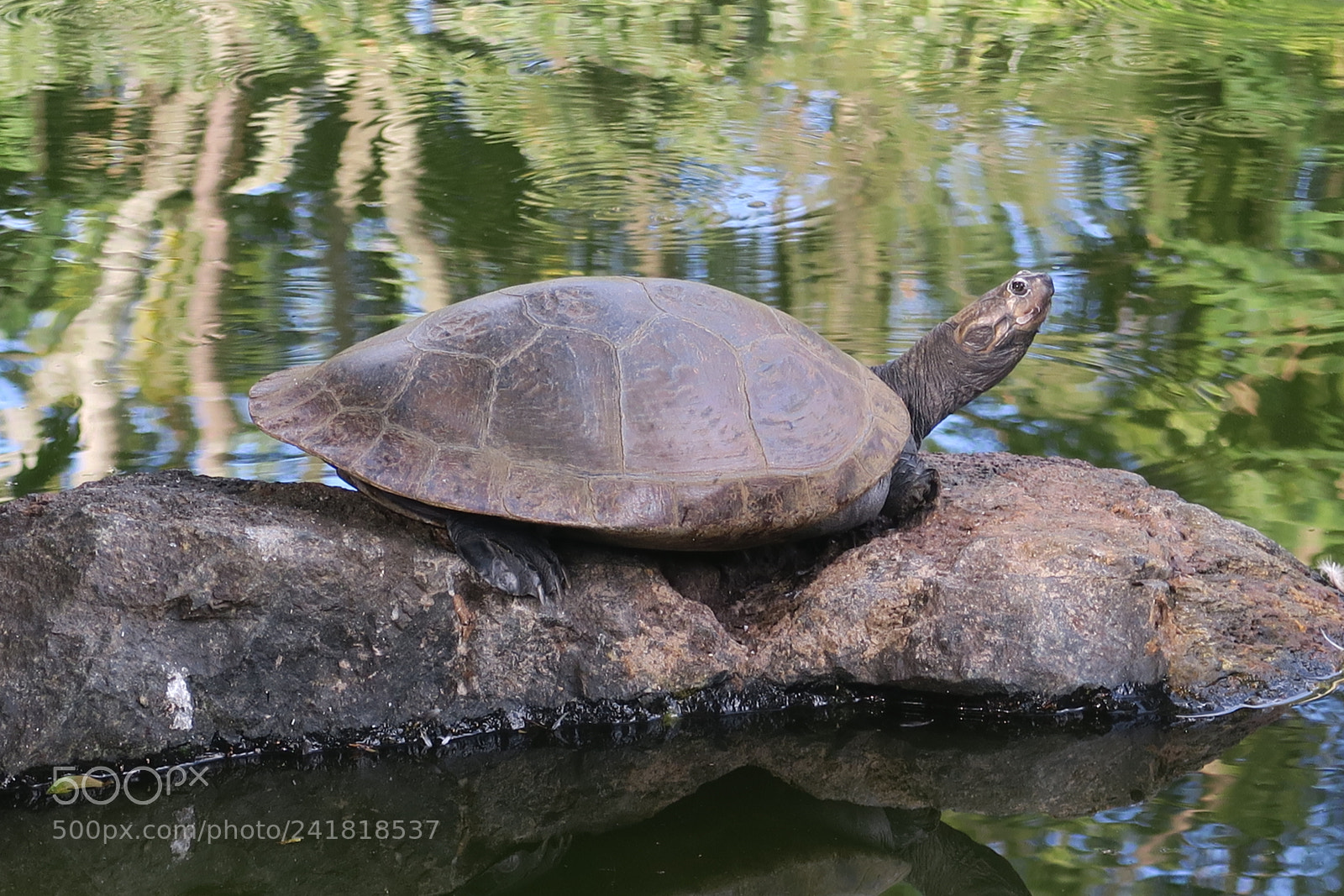 Canon PowerShot G5 X sample photo. Tortoise / tortuga photography