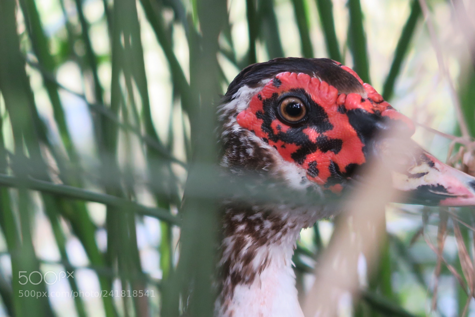 Canon PowerShot G5 X sample photo. Duck / pato 2 photography