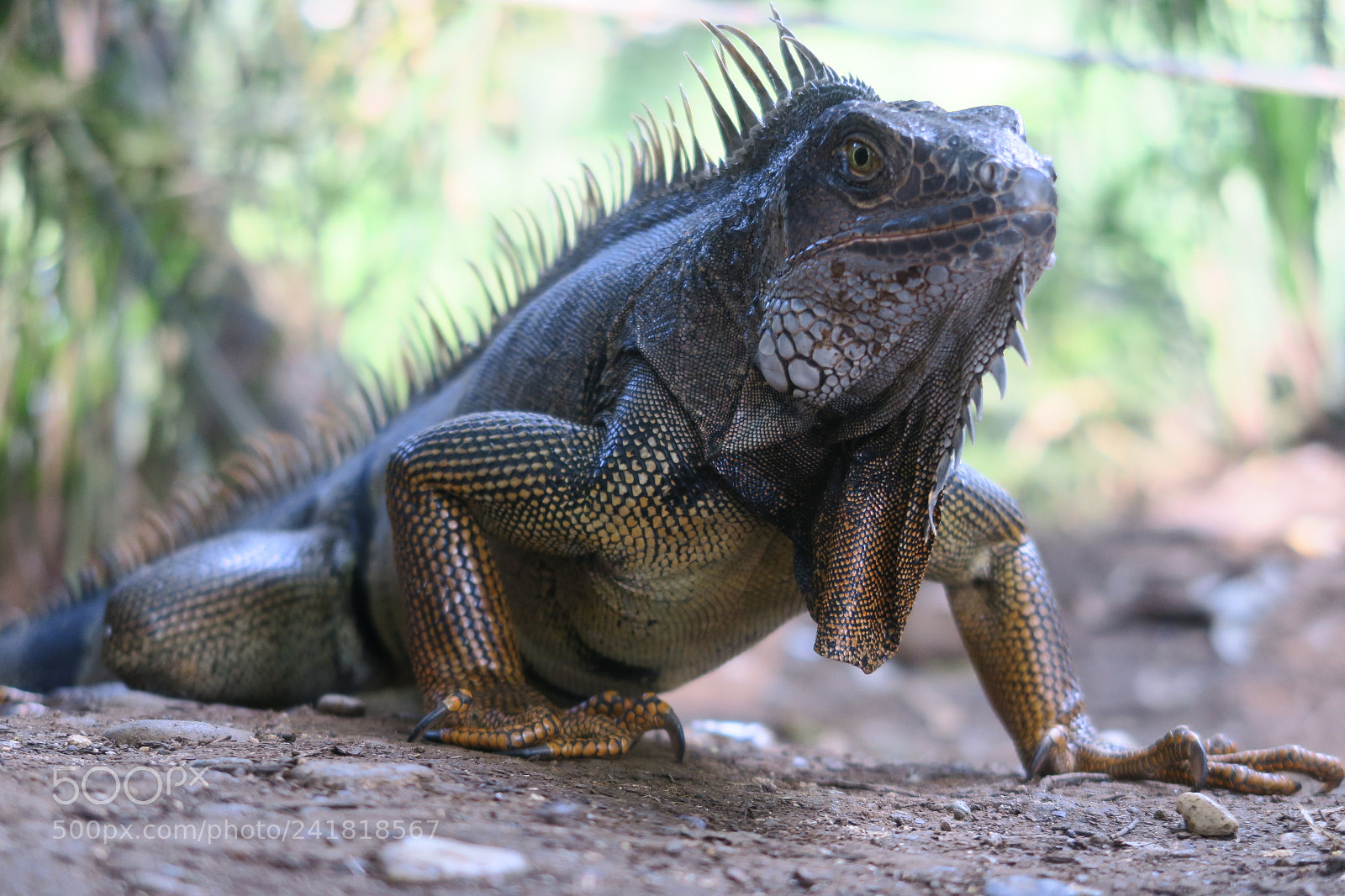 Canon PowerShot G5 X sample photo. Iguana front photography