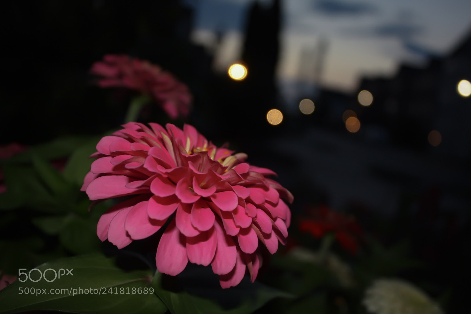 Canon EOS 450D (EOS Rebel XSi / EOS Kiss X2) sample photo. Pink flower photography