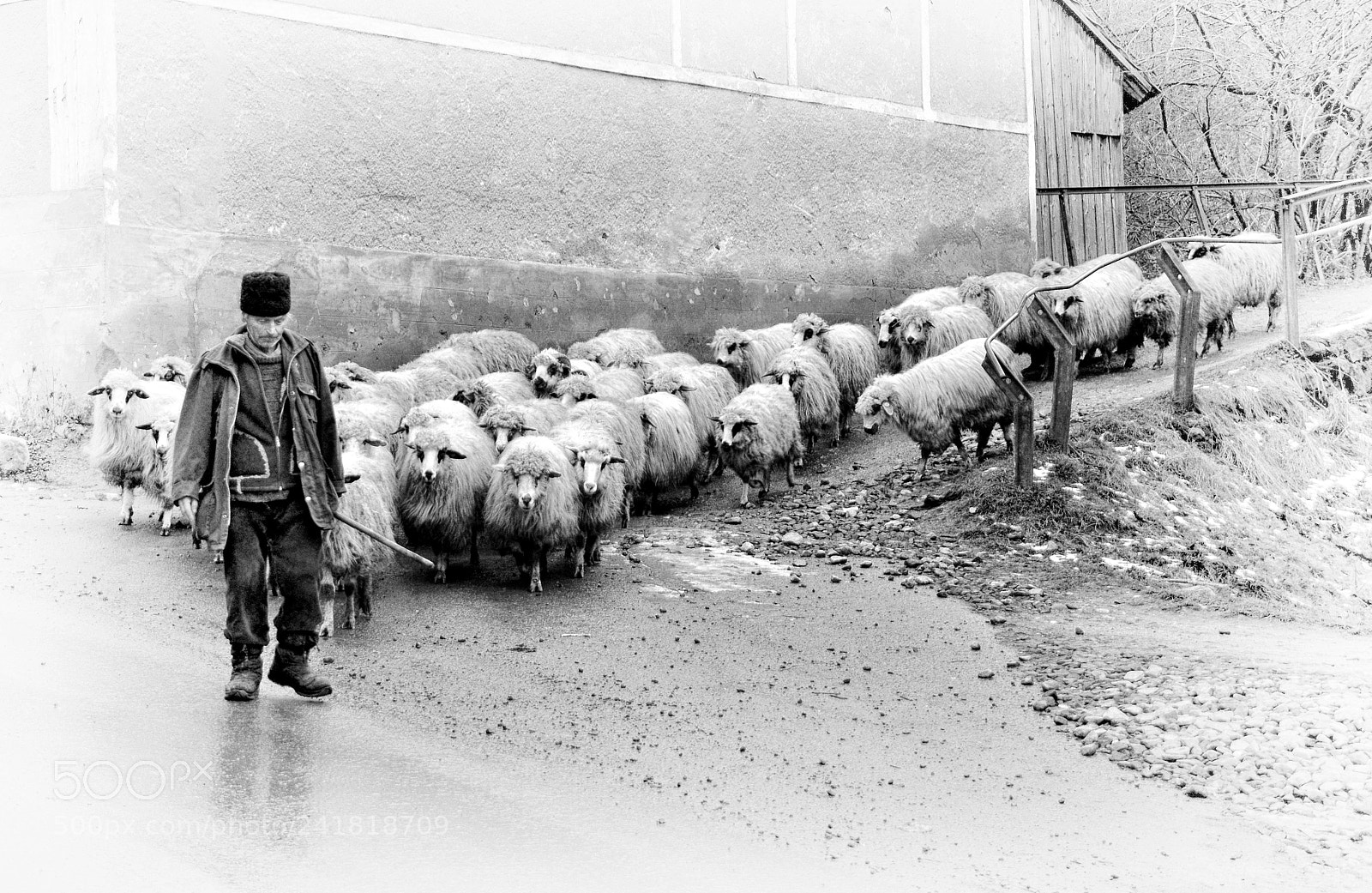 Nikon D3100 sample photo. Shepherd with his flock photography