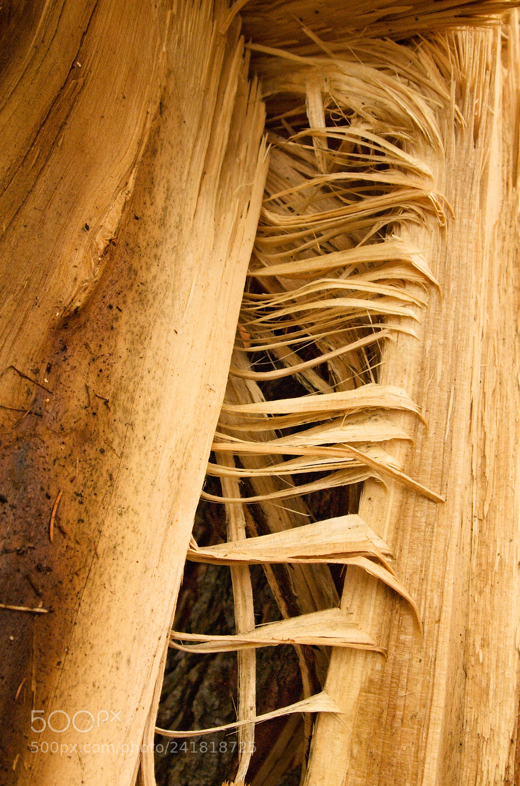 Olympus PEN E-PL1 sample photo. Broken tree photography