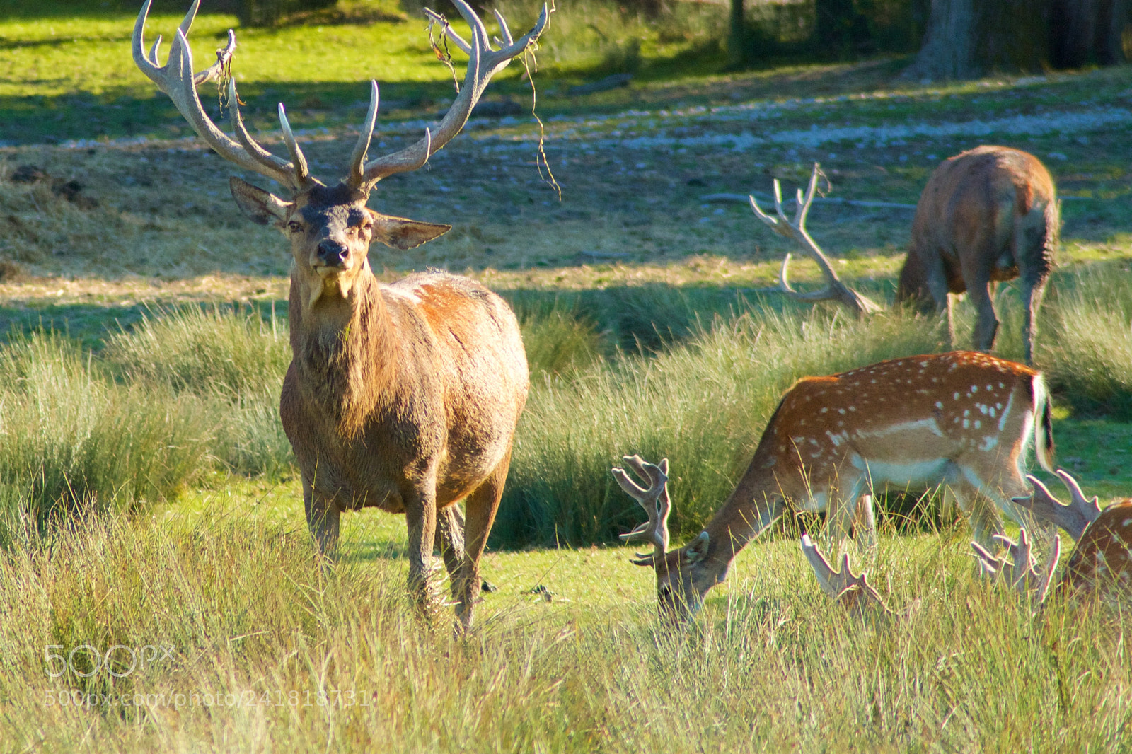 Canon EOS 1000D (EOS Digital Rebel XS / EOS Kiss F) sample photo. A herd of deer photography