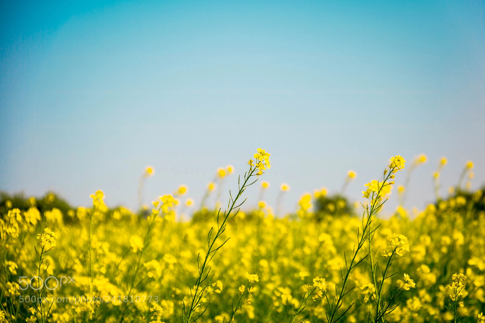 Canon EOS 750D (EOS Rebel T6i / EOS Kiss X8i) sample photo. Mustard fields in haryana photography