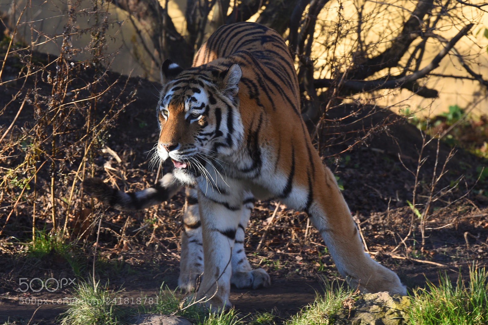 Nikon D810 sample photo. Tiger nervous waiting for photography