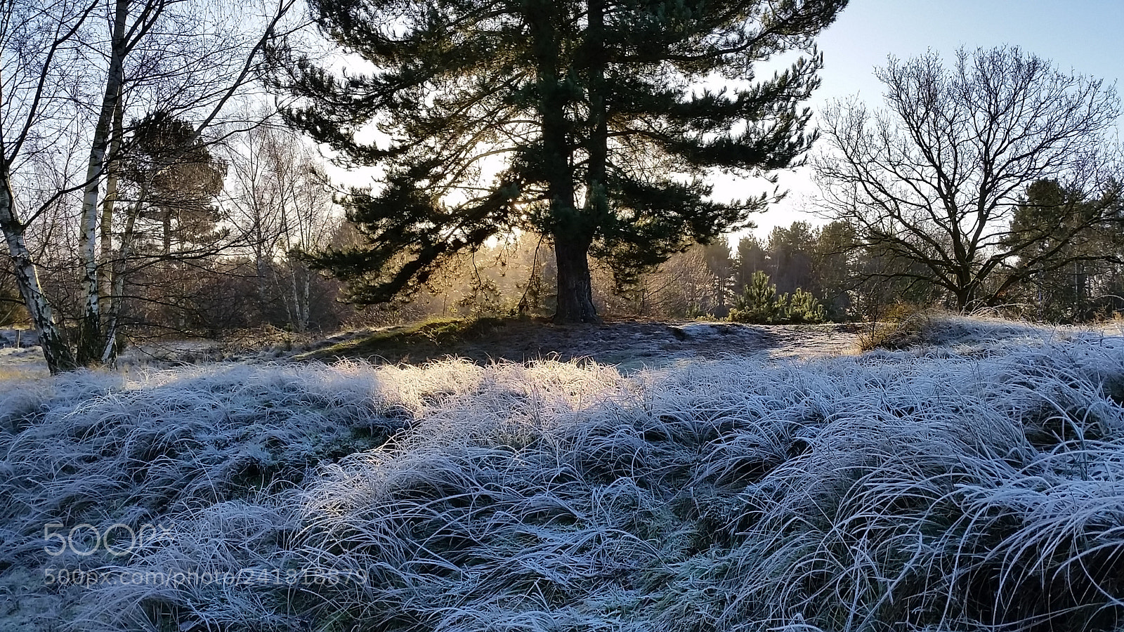 Samsung Galaxy S5 sample photo. Winter frost 01 photography