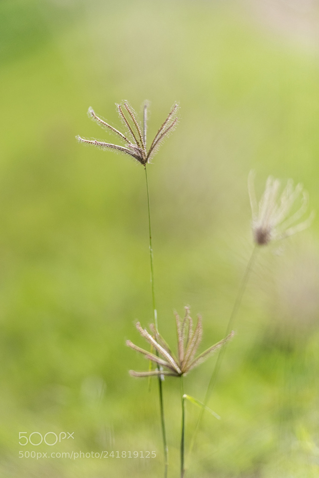 Nikon D810 sample photo. Small tree photography