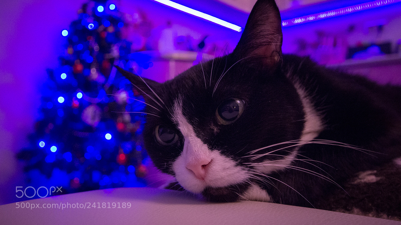 Canon EOS 600D (Rebel EOS T3i / EOS Kiss X5) sample photo. Чучи/chichi photography