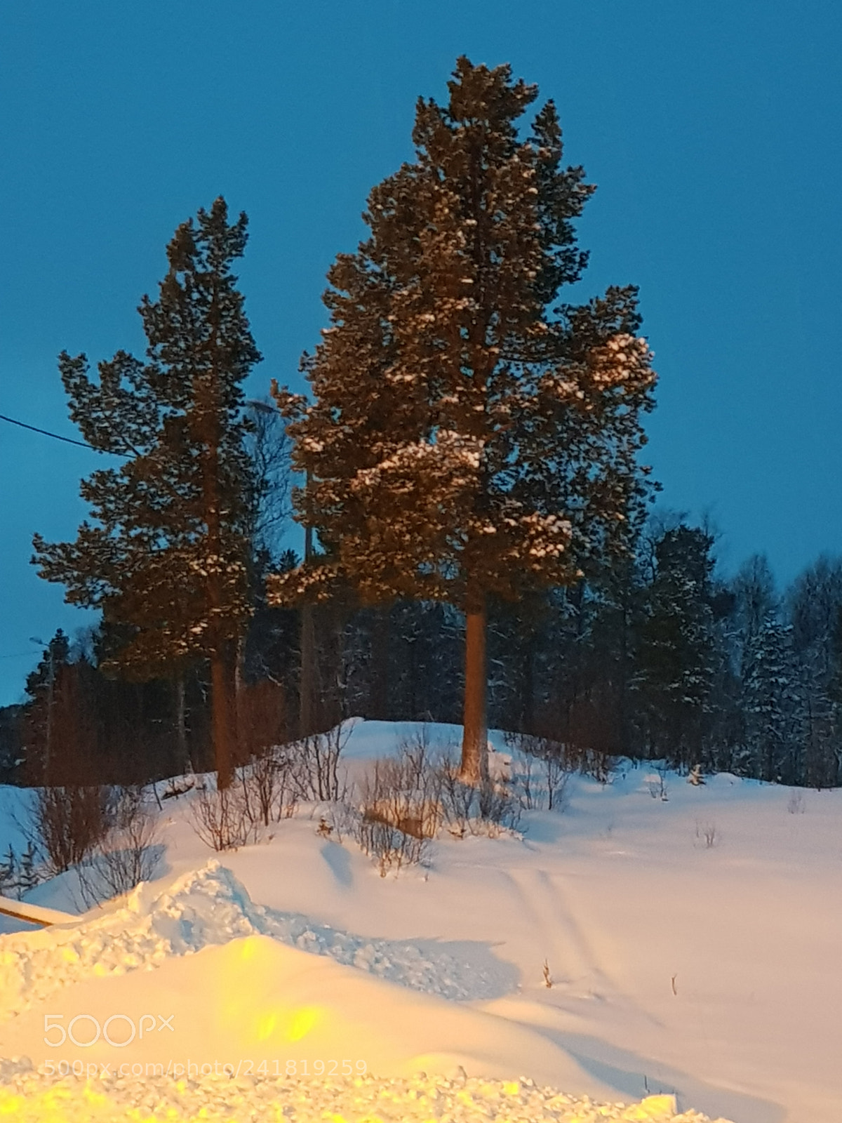 Samsung Galaxy S8 sample photo. Pine trees are like photography