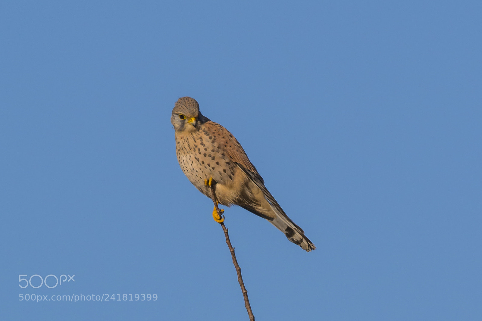 Nikon D7100 sample photo. Common kestrel photography