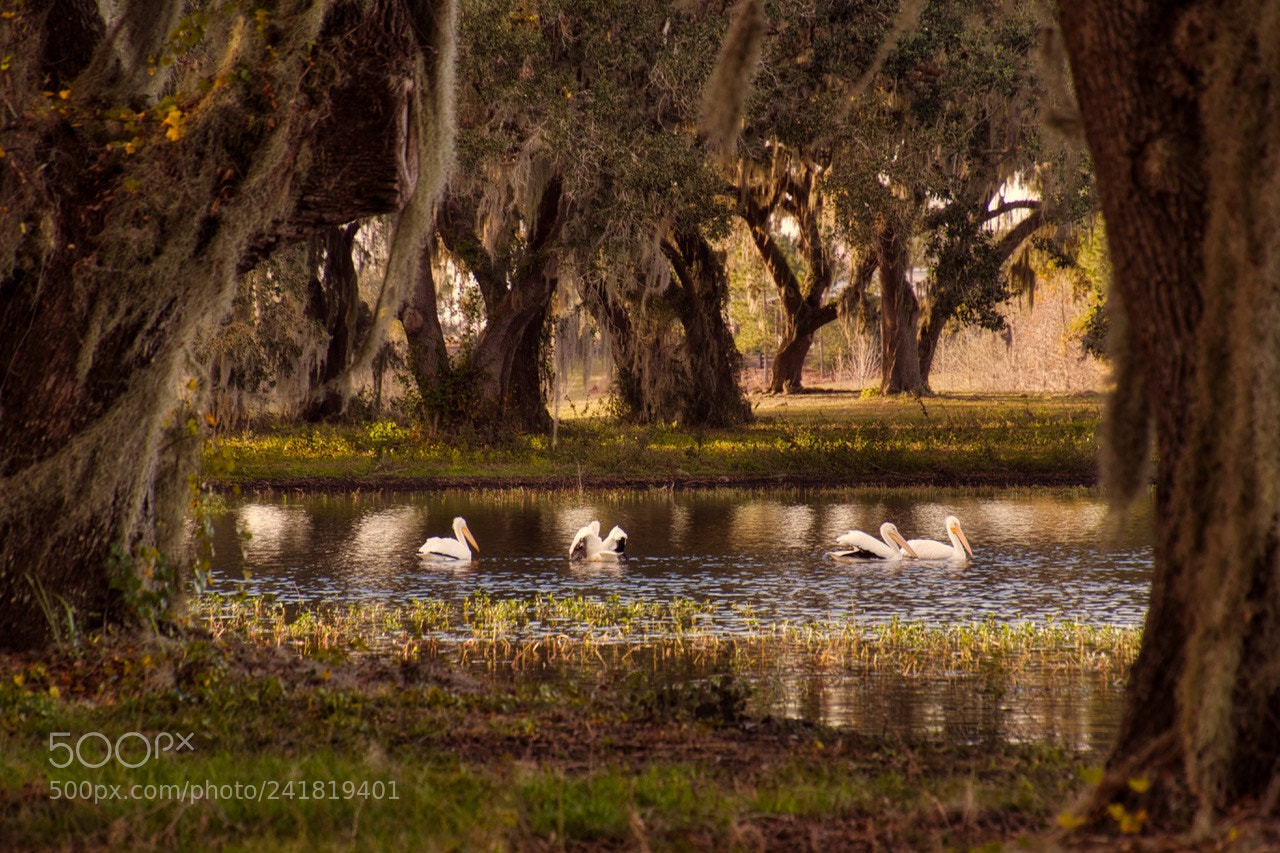 Nikon D500 sample photo. Pelicans photography