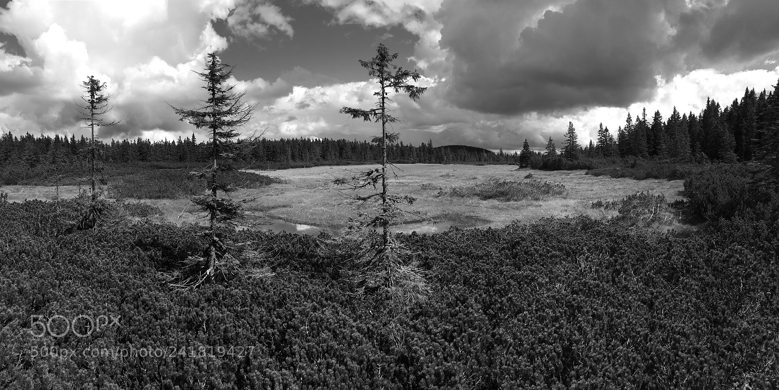 Apple iPhone SE sample photo. Peat bogs b&w photography