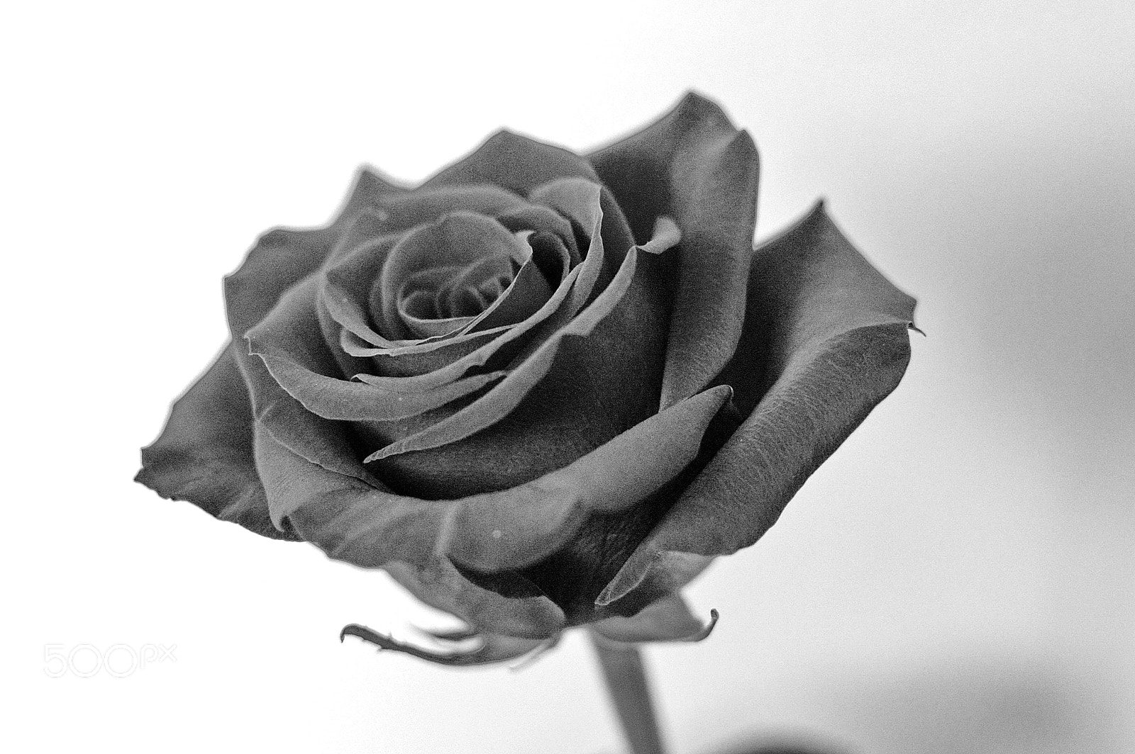 Nikon D3200 + Nikon AF-S DX Nikkor 35mm F1.8G sample photo. Rose b&w photography