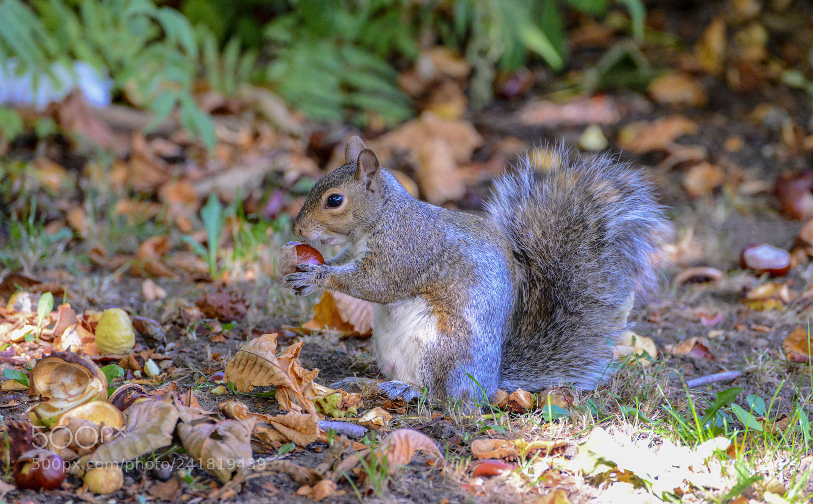 Nikon D600 sample photo. Camouflaged photography