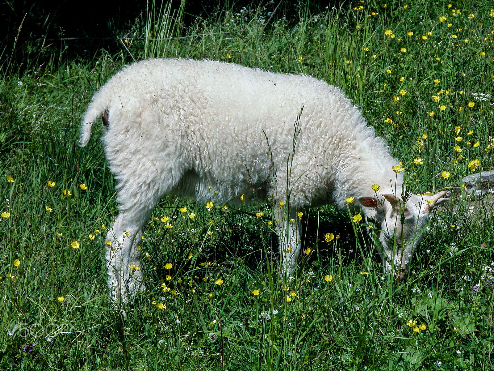 Nikon E5700 sample photo. A lamm grazing in the beautiful weather. photography