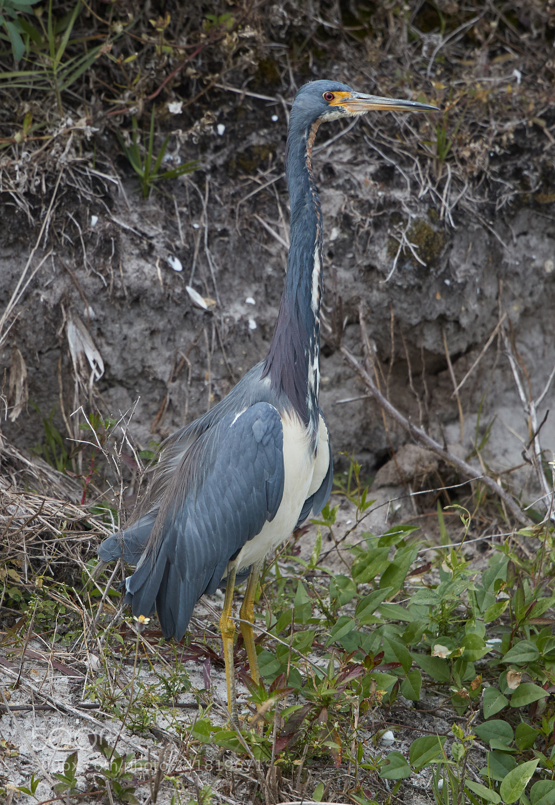 Canon EOS-1D X Mark II sample photo. 01-08-18-8452.jpg photography