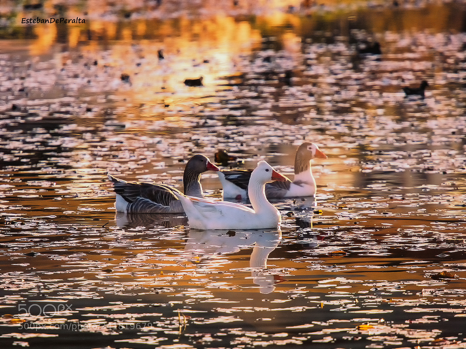 Canon EOS 750D (EOS Rebel T6i / EOS Kiss X8i) sample photo. Los patos del guadiana photography