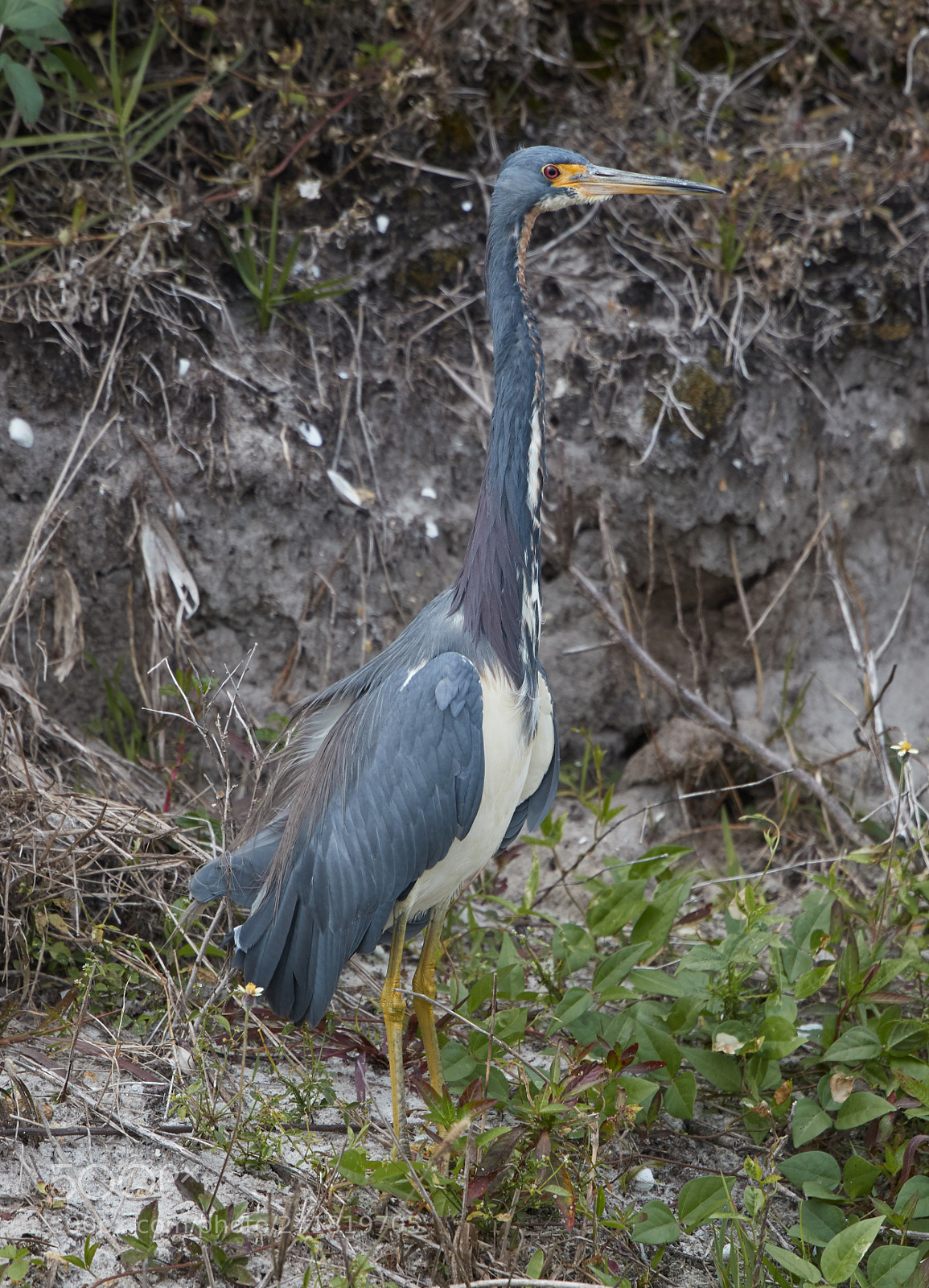 Canon EOS-1D X Mark II sample photo. 01-08-18-8453.jpg photography