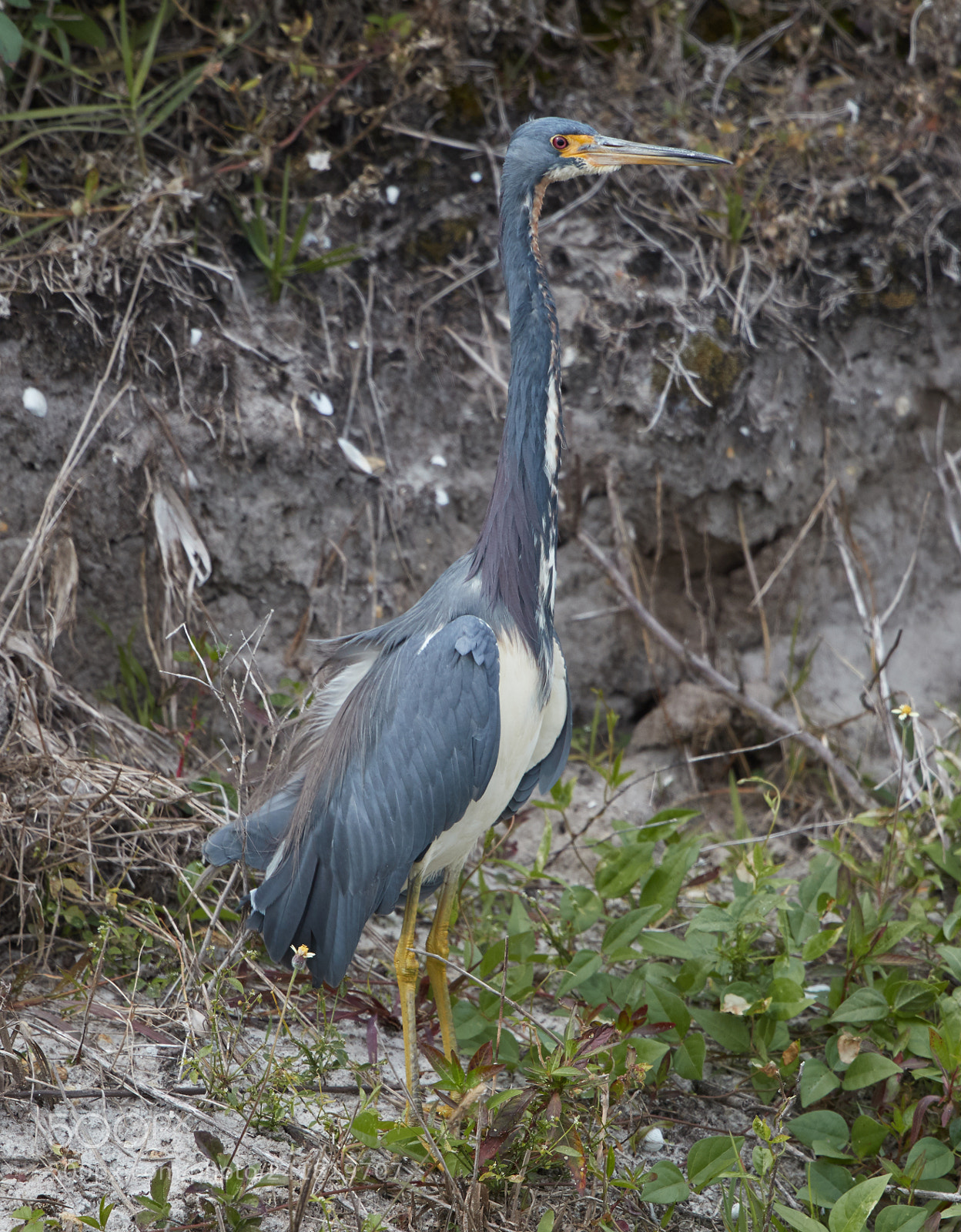 Canon EOS-1D X Mark II sample photo. 01-08-18-8454.jpg photography