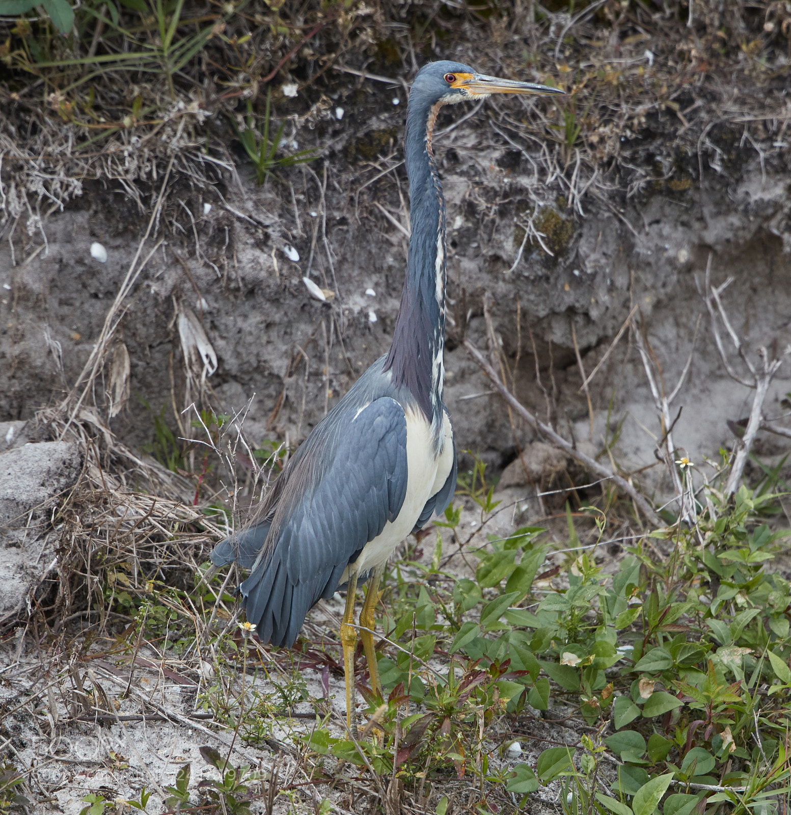 Canon EOS-1D X Mark II sample photo. 01-08-18-8455.jpg photography
