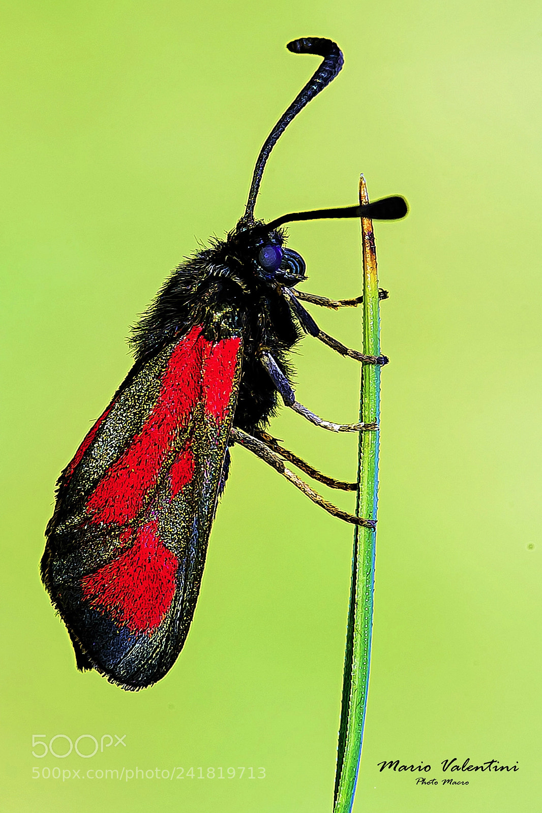 Nikon D750 sample photo. Zygaena filipendulae.italy. photography