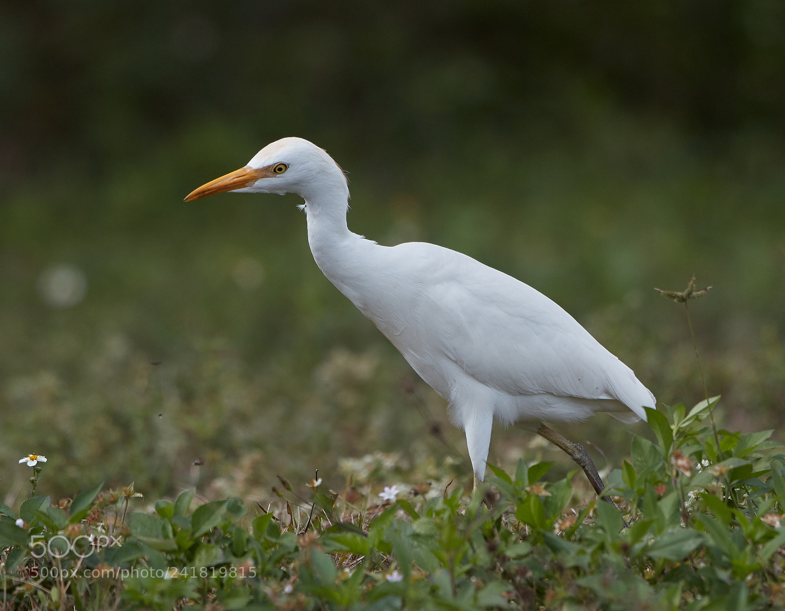 Canon EOS-1D X Mark II sample photo. 01-08-18-8458.jpg photography