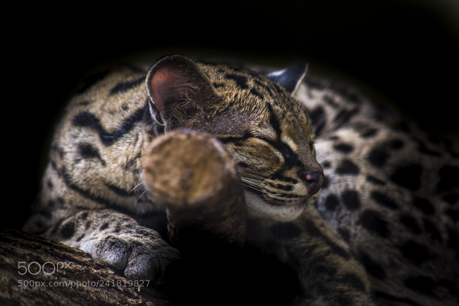 Nikon D3100 sample photo. Ocelot (leopardus wiedii) photography