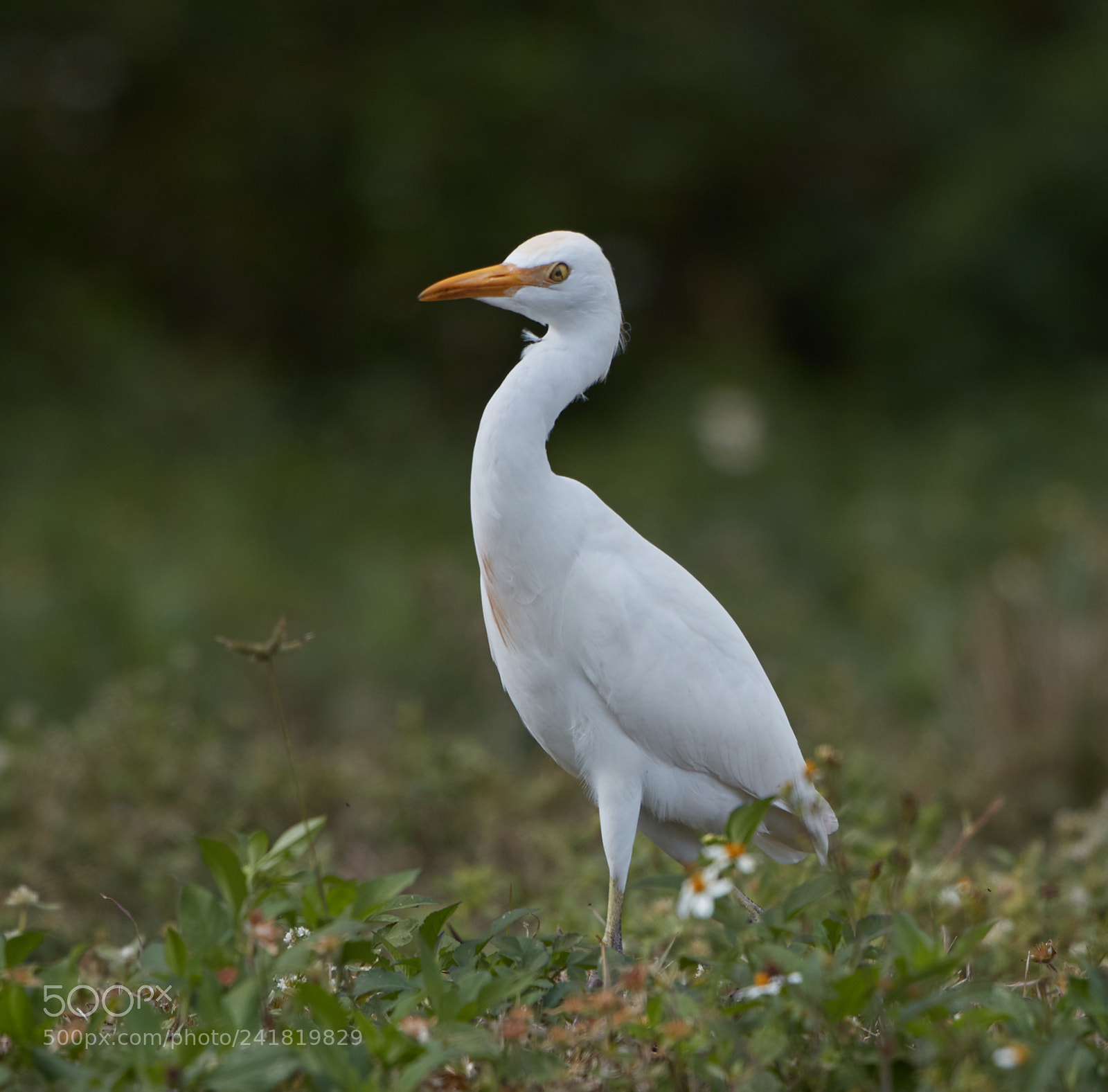 Canon EOS-1D X Mark II sample photo. 01-08-18-8459.jpg photography