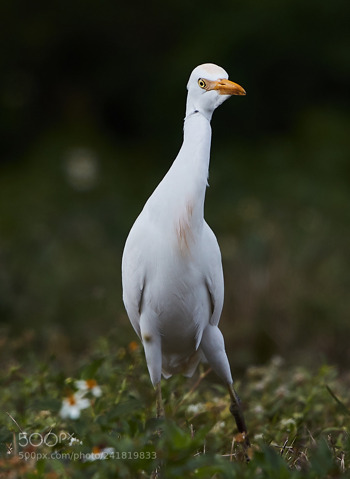 Canon EOS-1D X Mark II sample photo. 01-08-18-8461.jpg photography