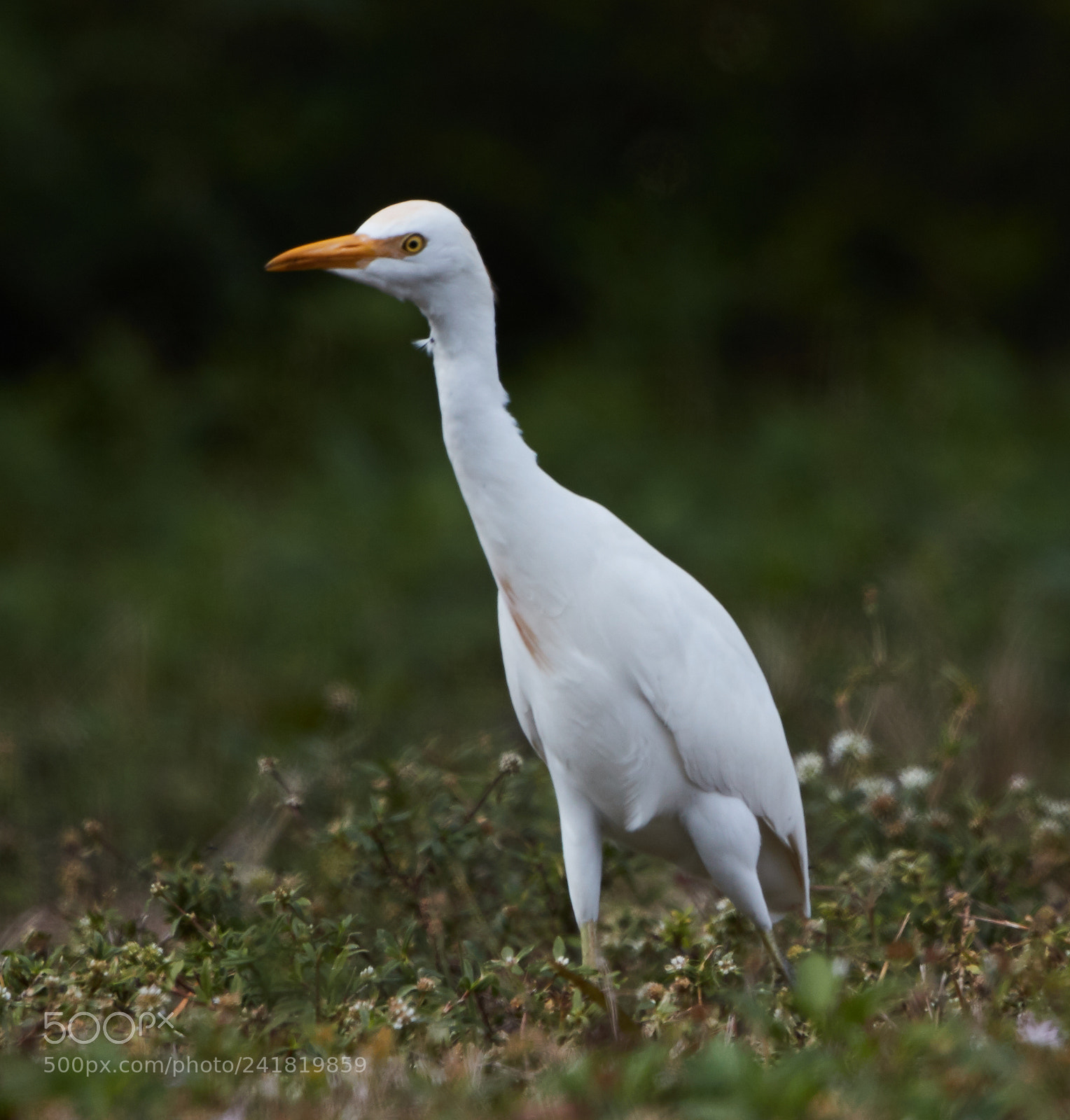 Canon EOS-1D X Mark II sample photo. 01-08-18-8463.jpg photography