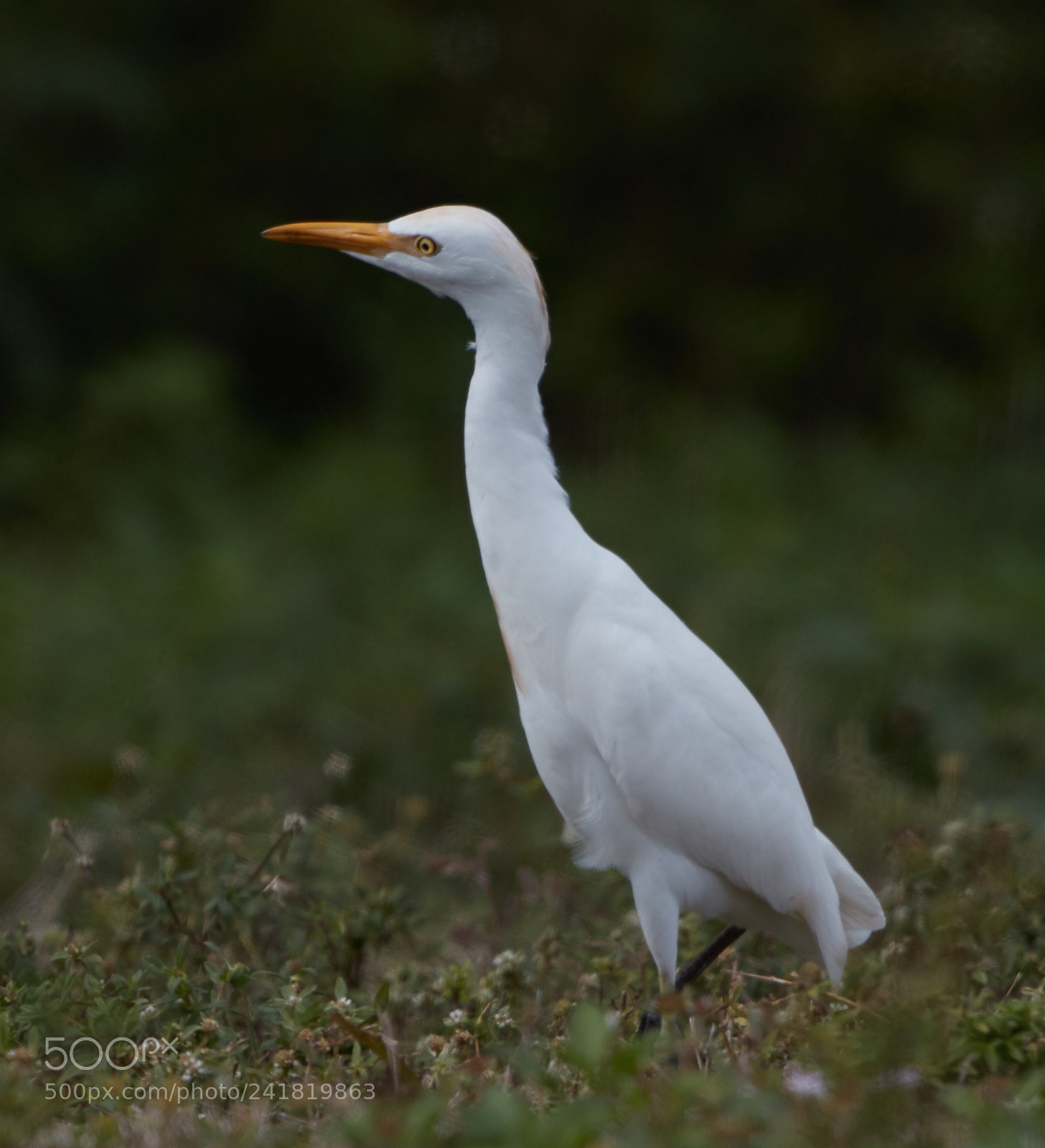 Canon EOS-1D X Mark II sample photo. 01-08-18-8464.jpg photography