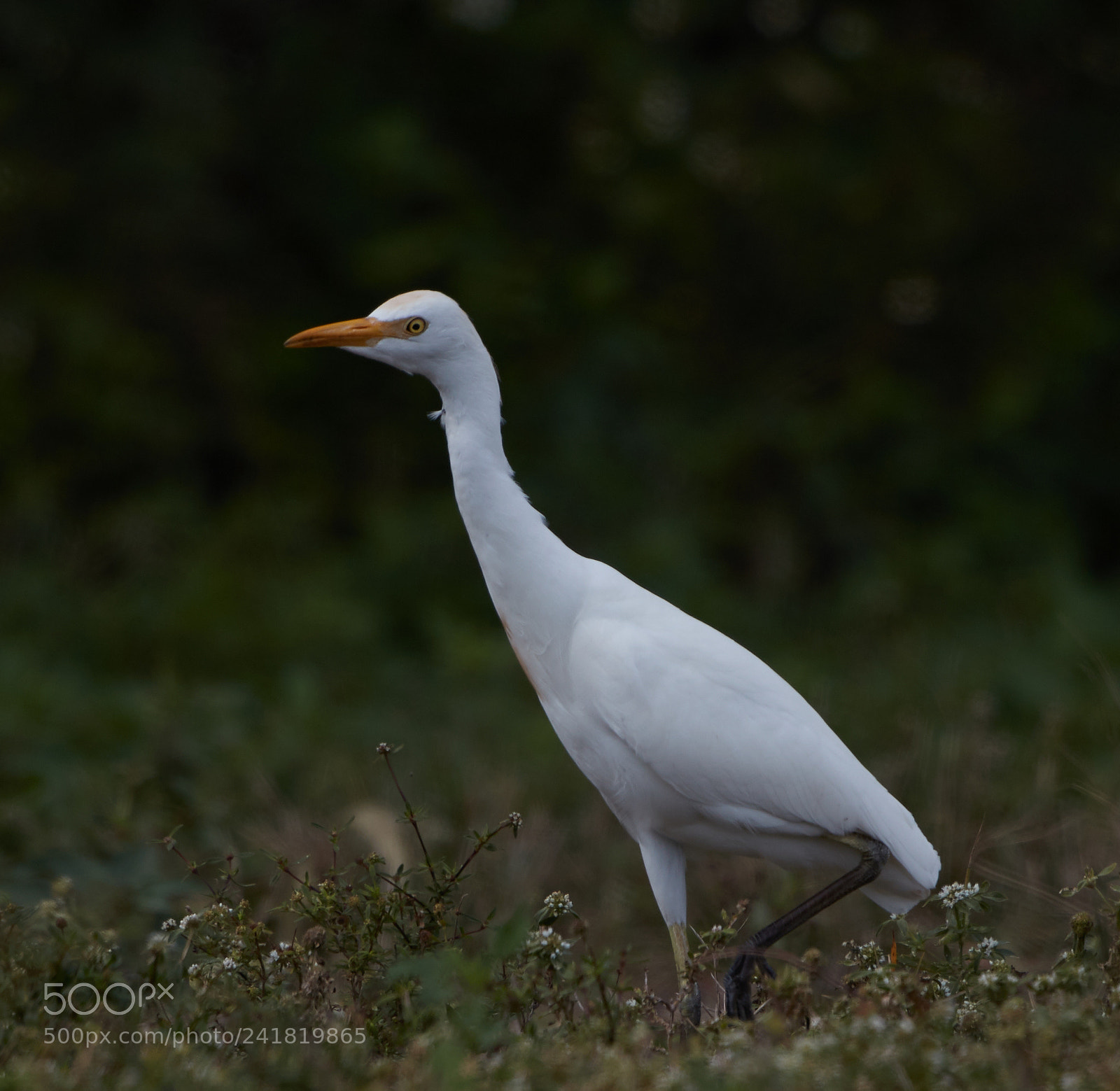Canon EOS-1D X Mark II sample photo. 01-08-18-8469.jpg photography