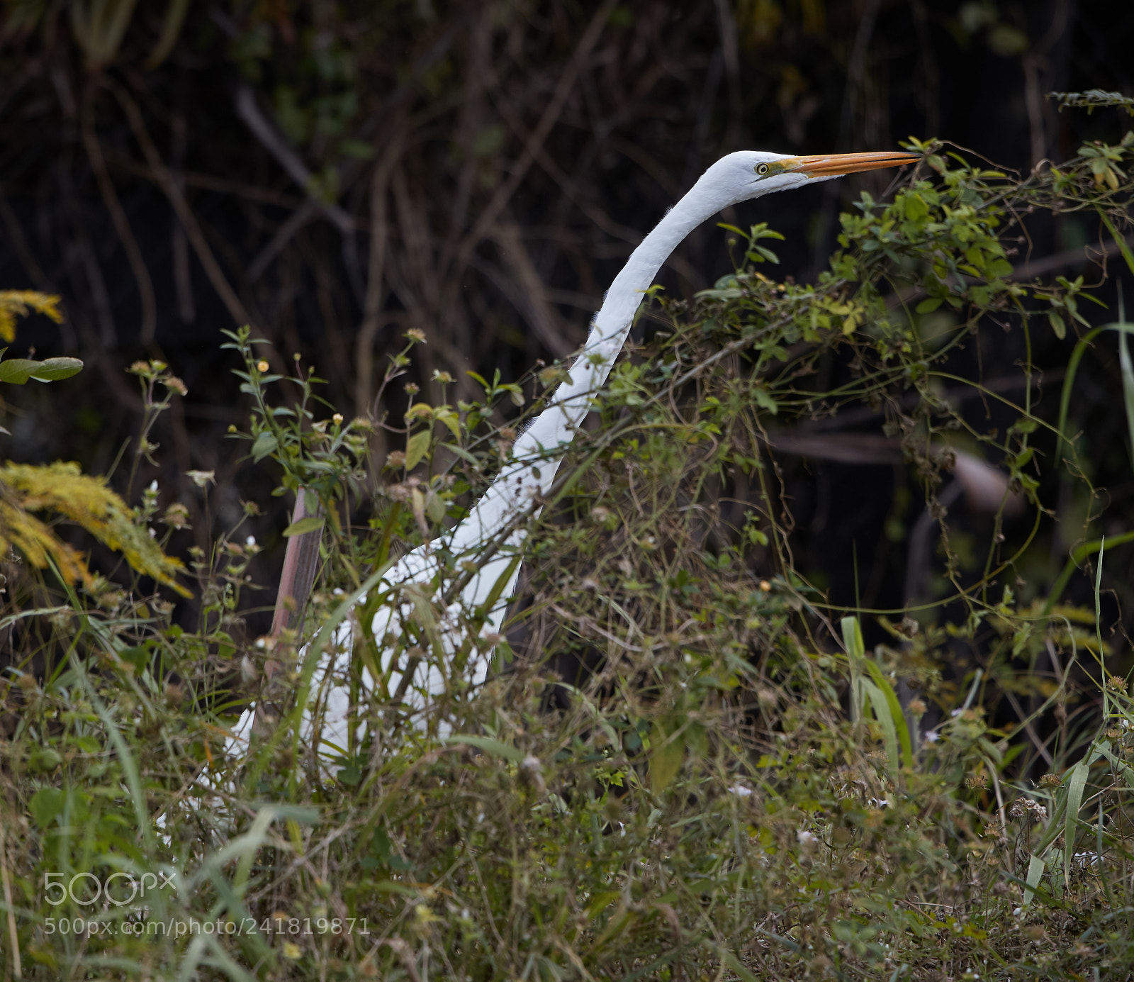 Canon EOS-1D X Mark II sample photo. 01-08-18-8472.jpg photography