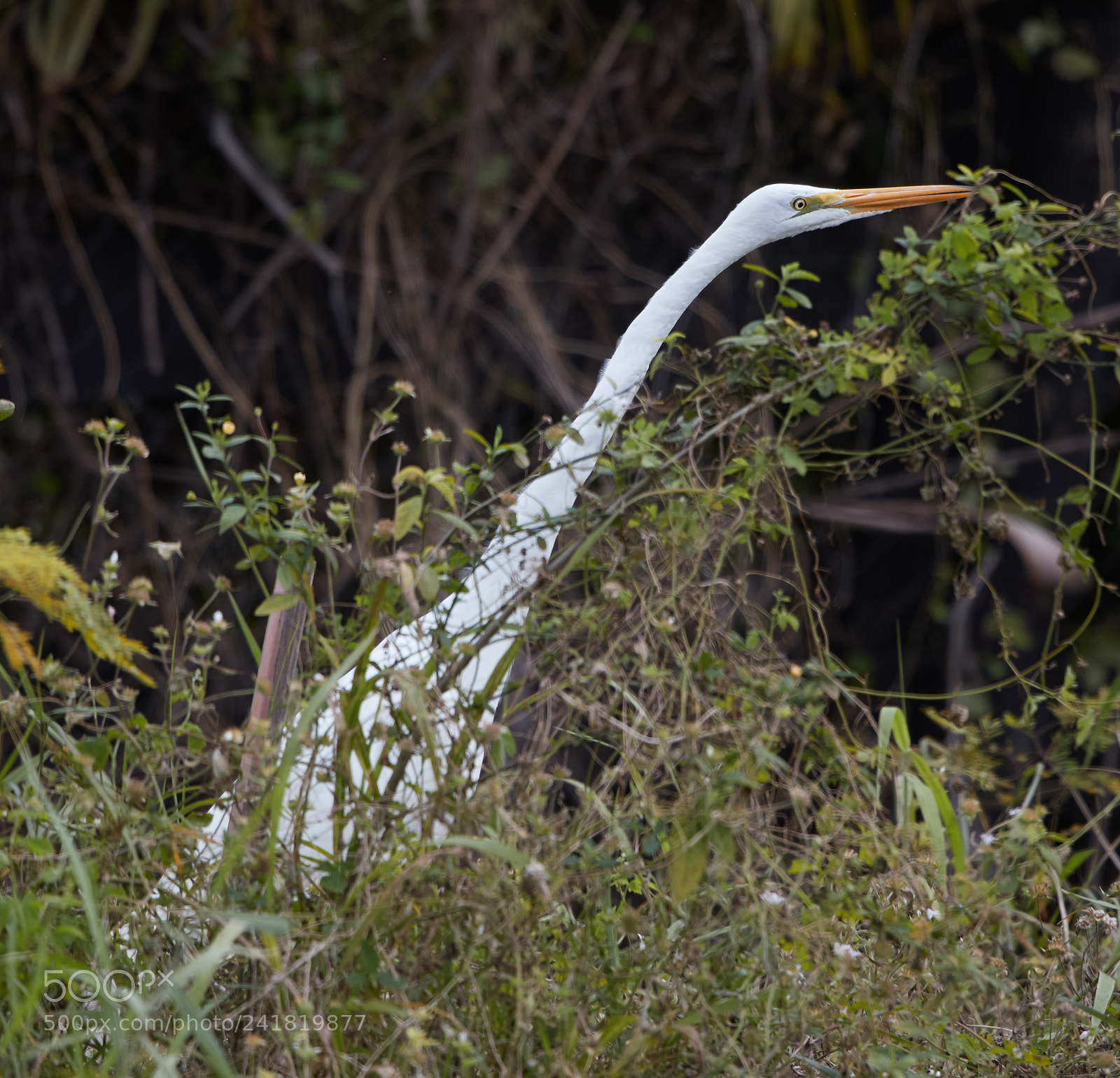 Canon EOS-1D X Mark II sample photo. 01-08-18-8473.jpg photography