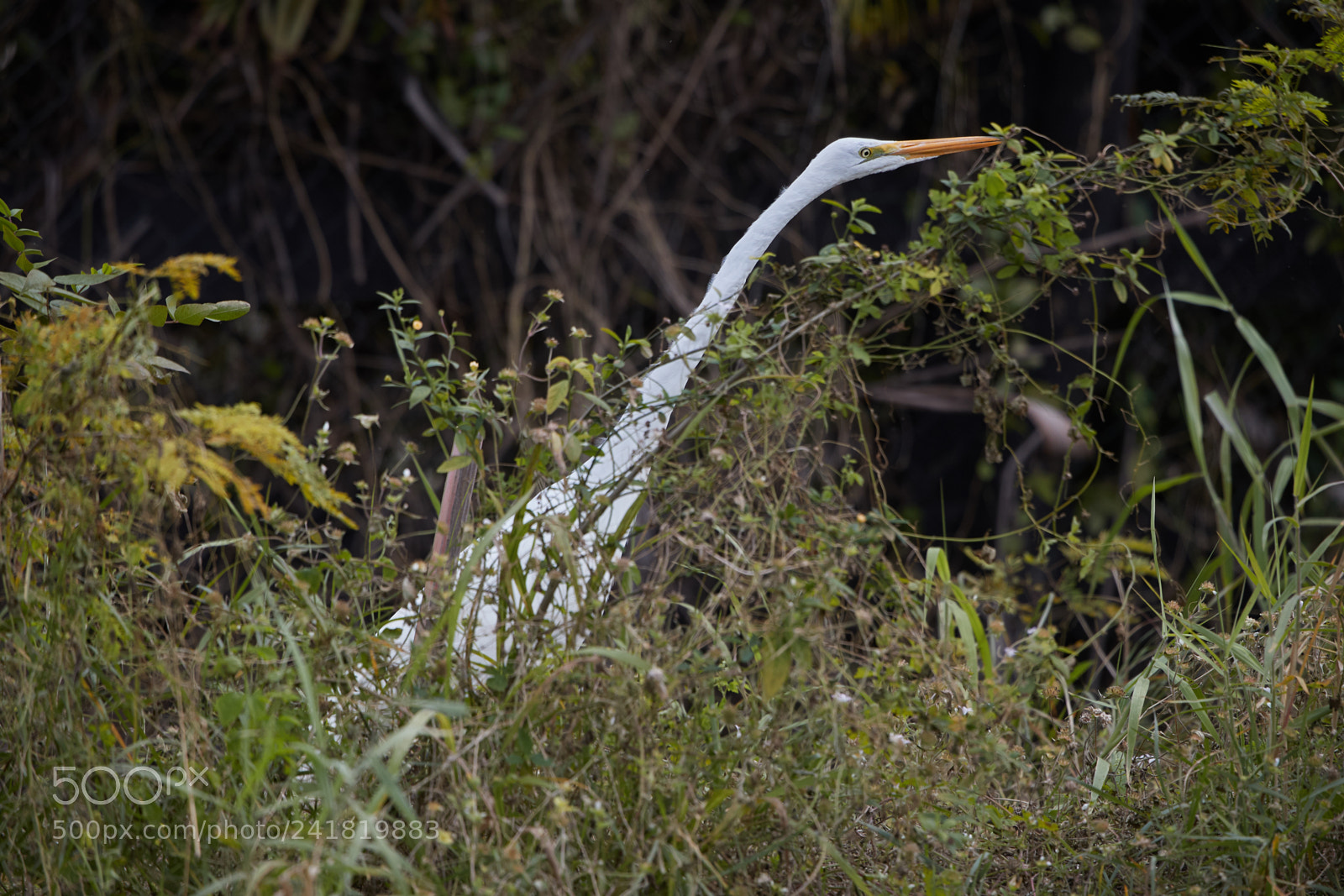 Canon EOS-1D X Mark II sample photo. 01-08-18-8474.jpg photography