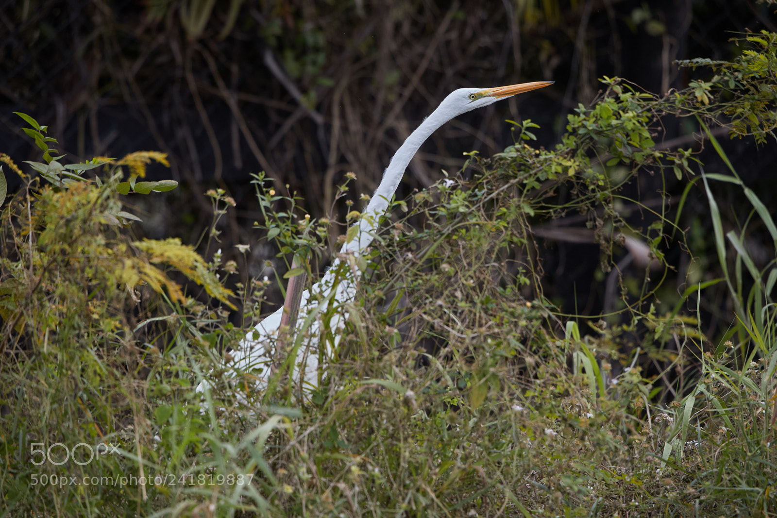 Canon EOS-1D X Mark II sample photo. 01-08-18-8475.jpg photography