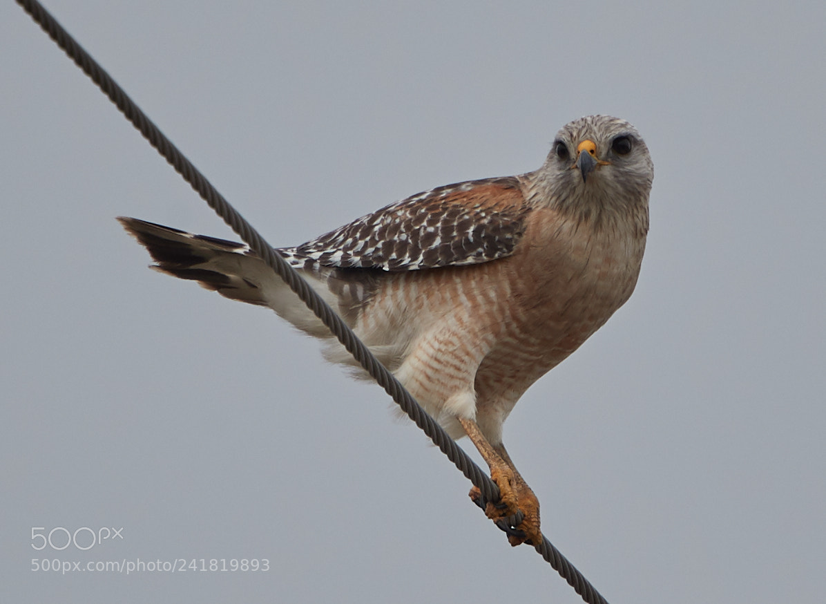 Canon EOS-1D X Mark II sample photo. 01-08-18-8478.jpg photography