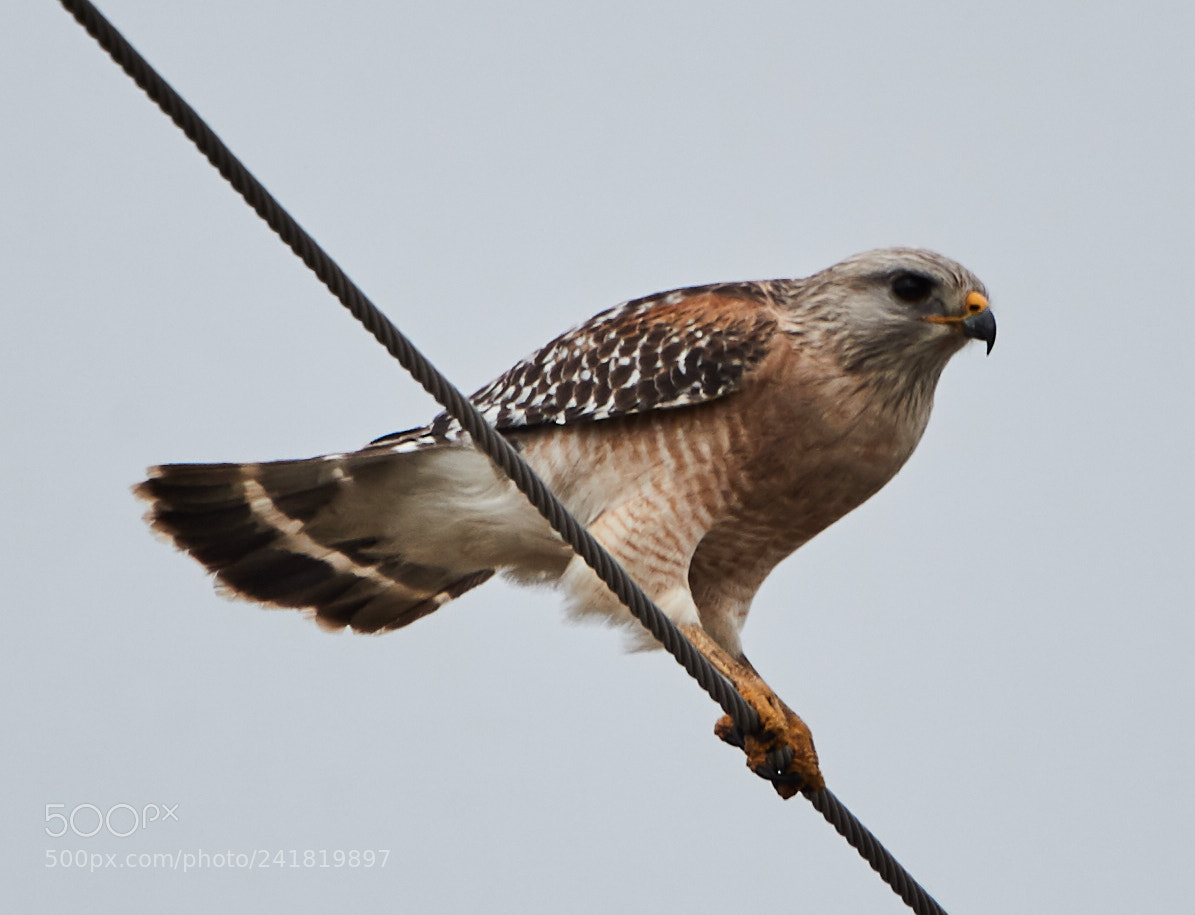 Canon EOS-1D X Mark II sample photo. 01-08-18-8476.jpg photography