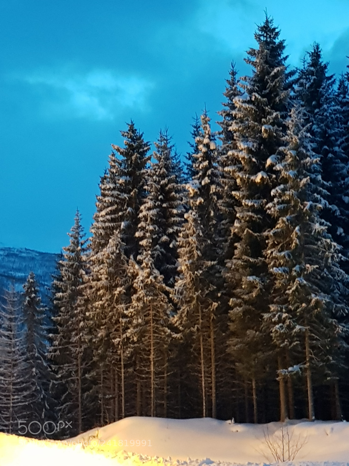 Samsung Galaxy S8 sample photo. Fir trees are like photography