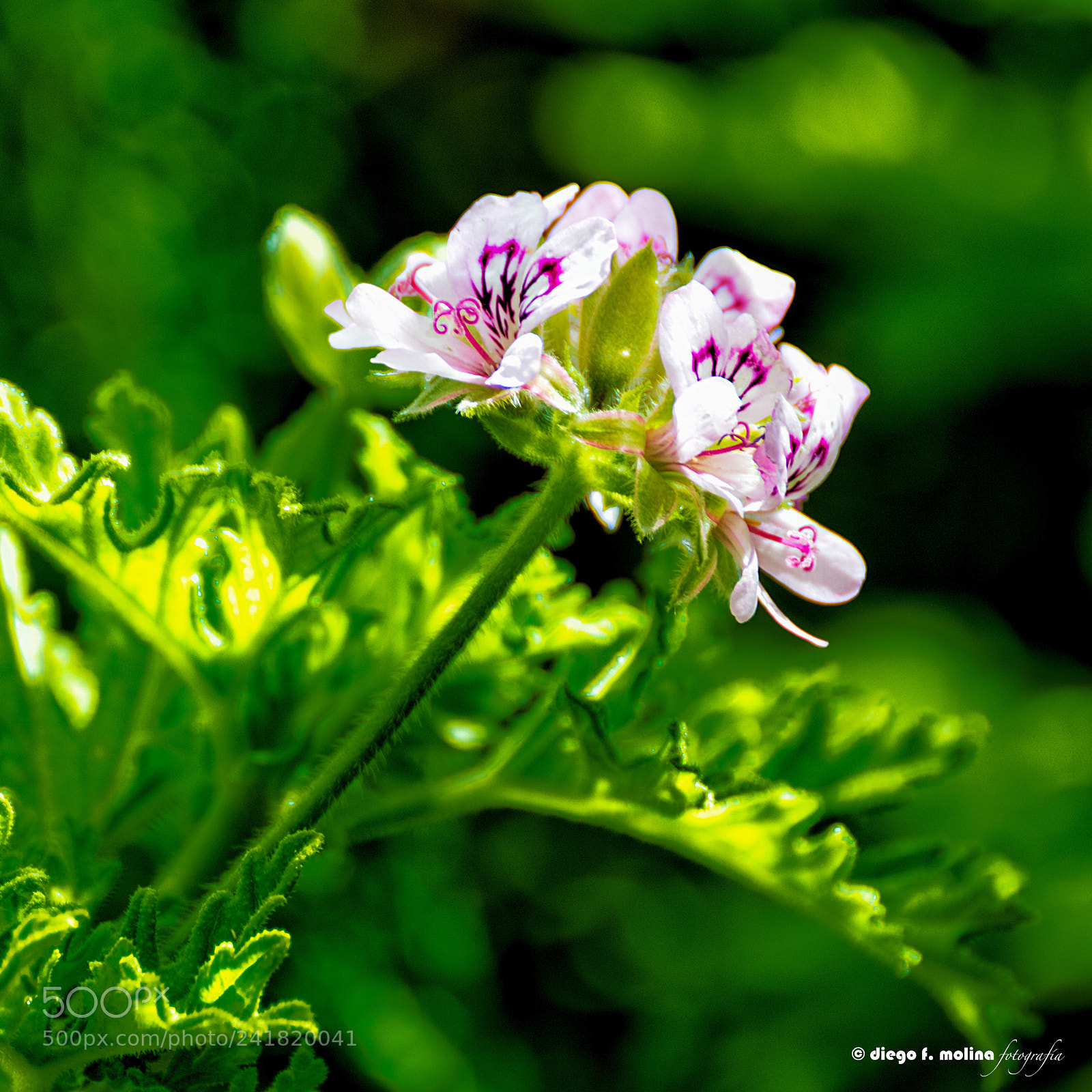 Nikon D3200 sample photo. Geranio chino en su photography