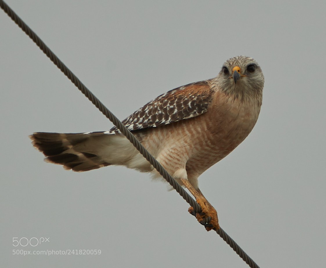 Canon EOS-1D X Mark II sample photo. 01-08-18-8479.jpg photography