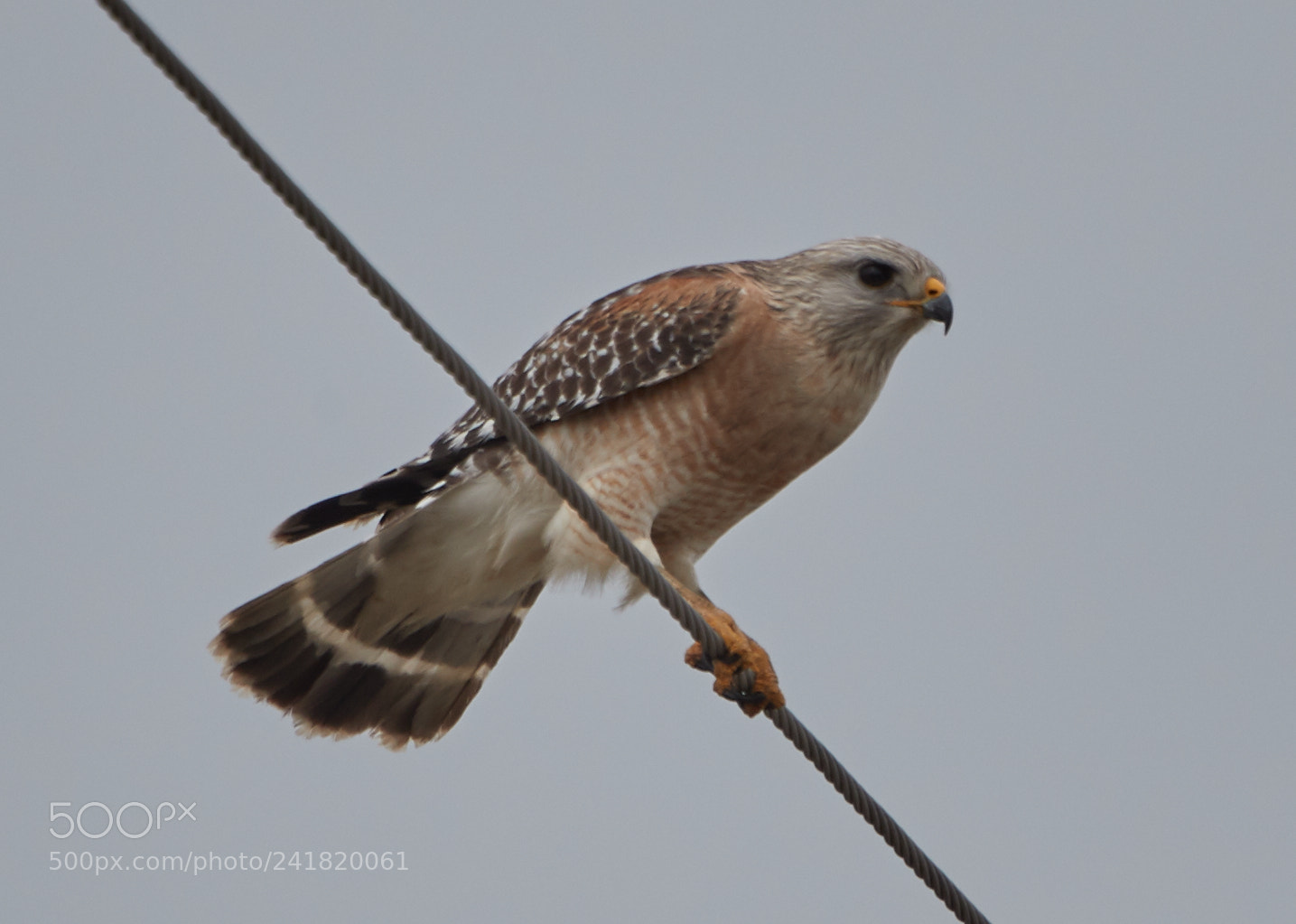 Canon EOS-1D X Mark II sample photo. 01-08-18-8480.jpg photography